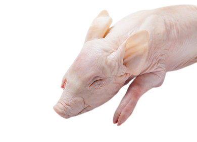 越南 急凍乳豬 ( 2-3 KG)