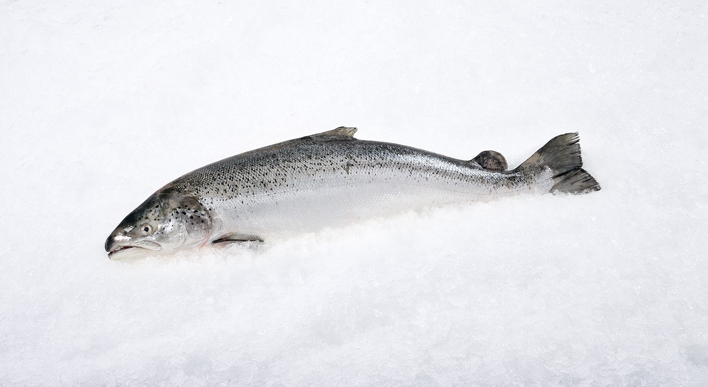 挪威 冰鮮原條三文魚