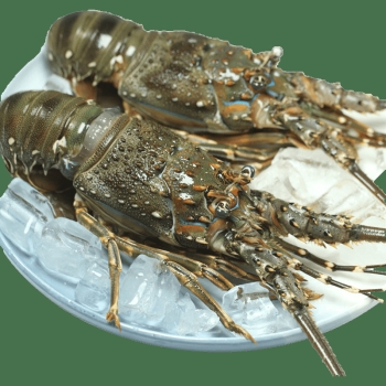 越南 急凍生青龍蝦 (每隻約 400-600克)