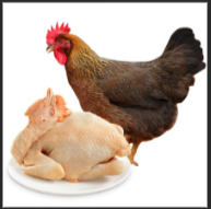 冰鮮清遠雞 約2斤/隻