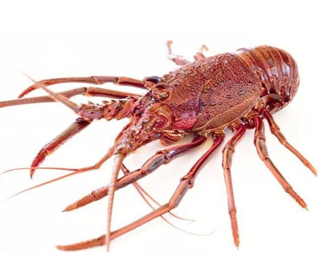 西澳龍蝦 13-14兩/隻